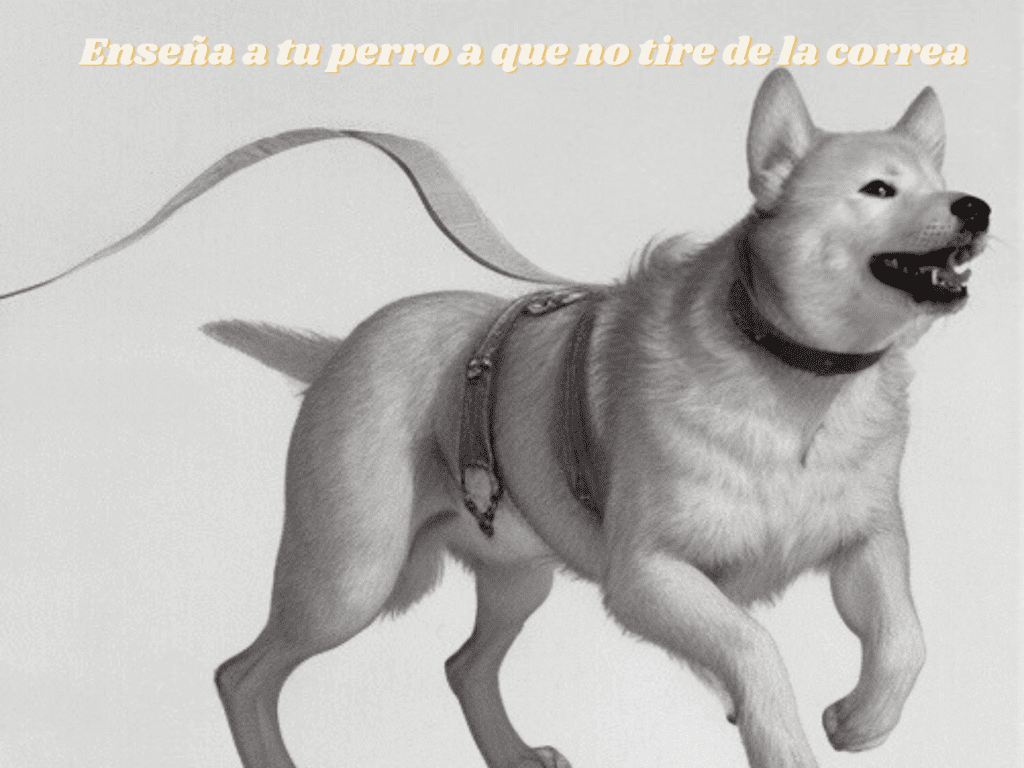 Educar al perro para que no tire de la correa