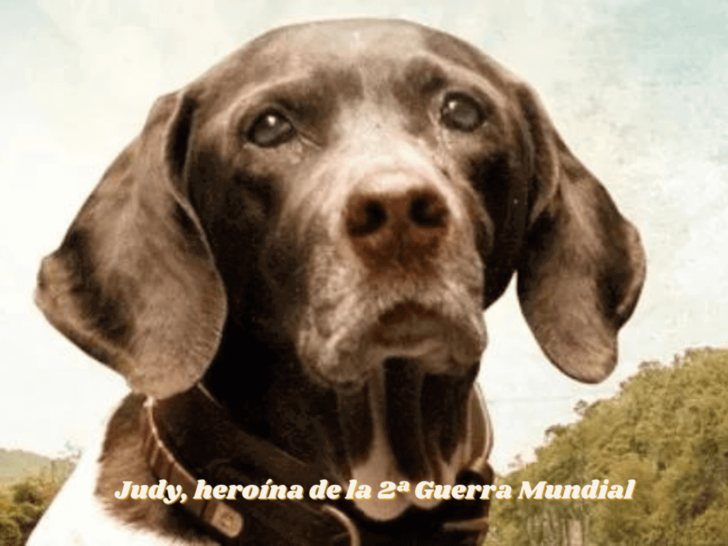 Judy La valiente perrita de la Segunda Guerra Mundial que salvó vidas - Portada
