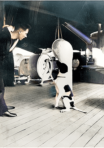 Judy, perrita pointer en el HMS Gnat